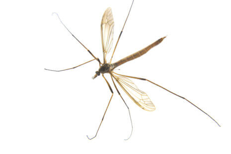 Image of crane flies in Houston, highlighting their distinctive long legs and extended bodies