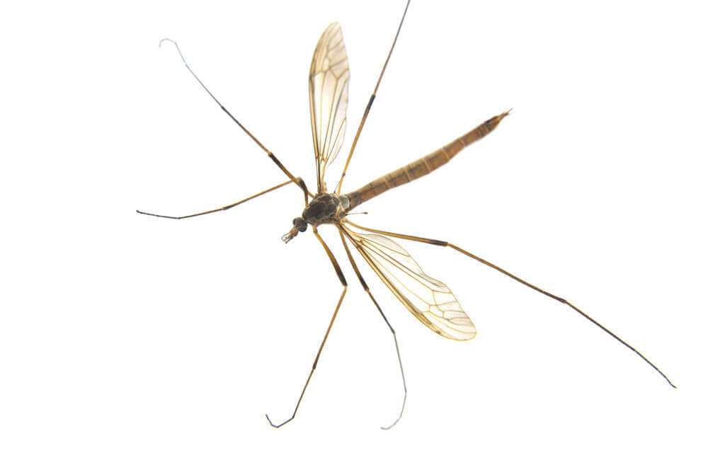 Image of crane flies in Houston, highlighting their distinctive long legs and extended bodies